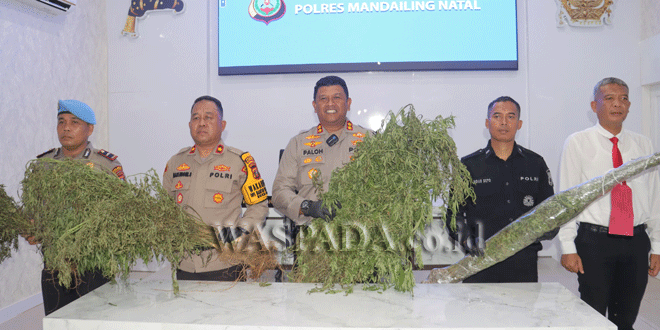 Polda-Sumatera-Utara,-Polres-Madina,-Kabupaten-Mandailing-Natal,-Ladang-Ganja,-Kecamatan-Penyabungan-Timur,-Mandailing-Natal,-2