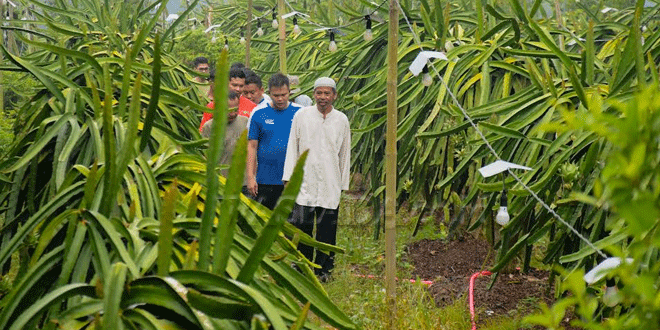 Wabup-Sergai-Adlin-Tambunan-saat-mengunjungi-kebun-buah-naga-milik-Satria-Kurniawan-di-Desa-Simpang-Empat.gif-2