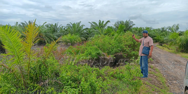 Jalan-Mantab-yang-ditanami-sawit-Desa-Pematang-Sei-Baru,-Asahan.gif-2