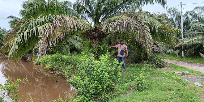 Jalan-Mantab-yang-ditanami-sawit-Desa-Pematang-Sei-Baru,-Asahan.gif-4